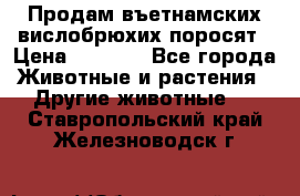 Продам въетнамских вислобрюхих поросят › Цена ­ 2 500 - Все города Животные и растения » Другие животные   . Ставропольский край,Железноводск г.